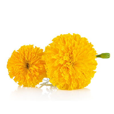 葉黃素液體膠囊